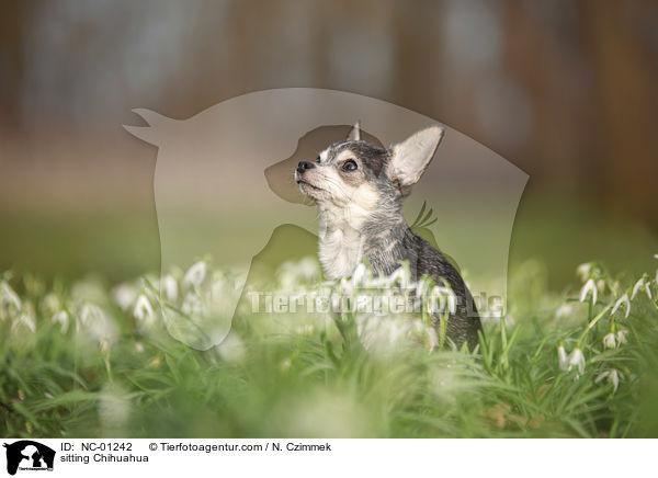 sitting Chihuahua / NC-01242