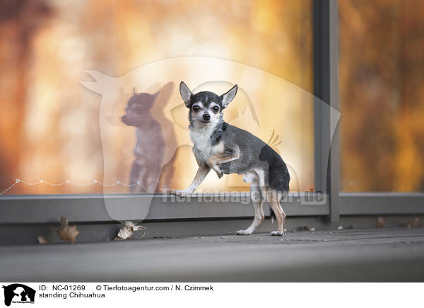 standing Chihuahua / NC-01269