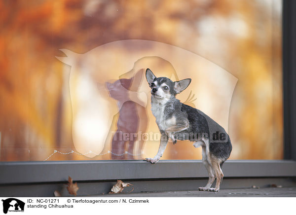 standing Chihuahua / NC-01271