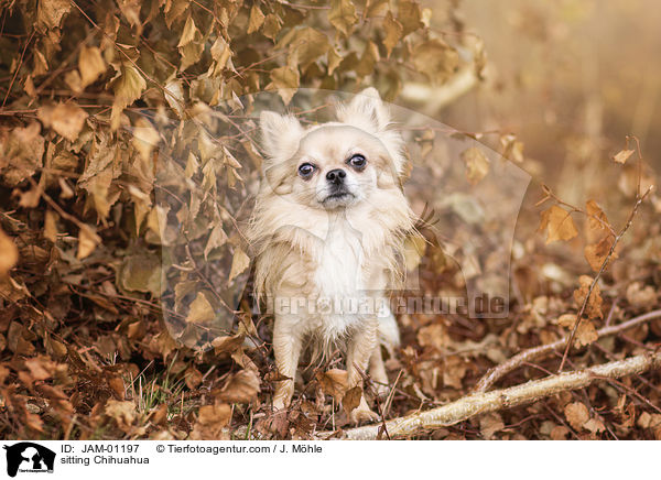 sitting Chihuahua / JAM-01197