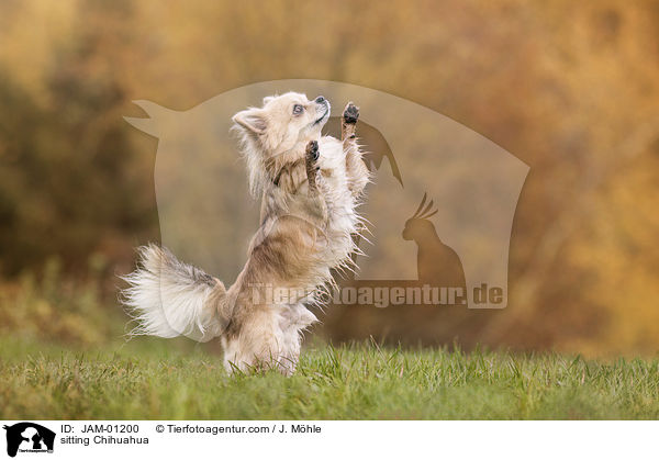 sitting Chihuahua / JAM-01200