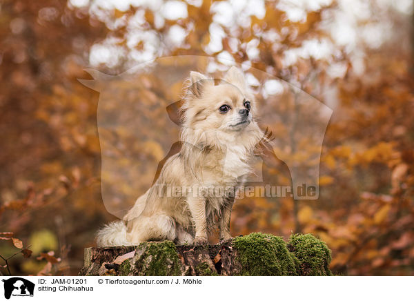 sitting Chihuahua / JAM-01201