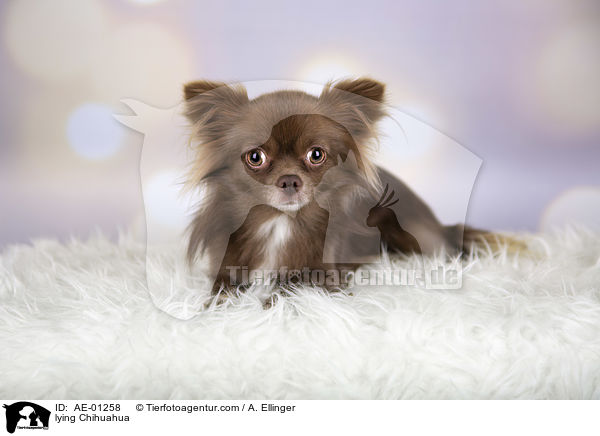 lying Chihuahua / AE-01258