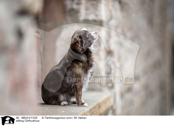 sitting Chihuahua / MAH-01339