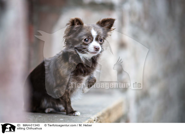 sitzender Chihuahua / sitting Chihuahua / MAH-01340