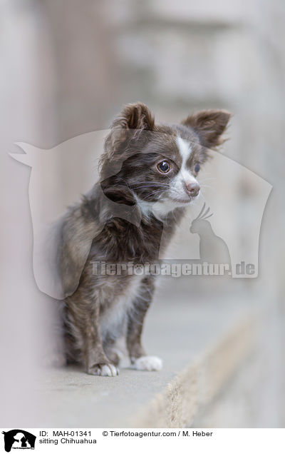 sitzender Chihuahua / sitting Chihuahua / MAH-01341