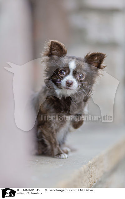 sitzender Chihuahua / sitting Chihuahua / MAH-01342
