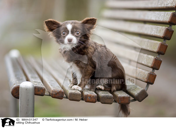 sitting Chihuahua / MAH-01347