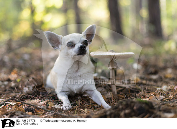 lying Chihuahua / AH-01778