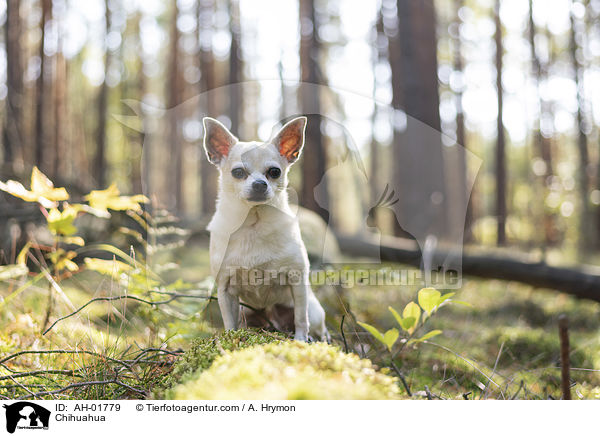 Chihuahua / AH-01779