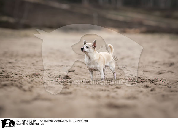 standing Chihuahua / AH-01919