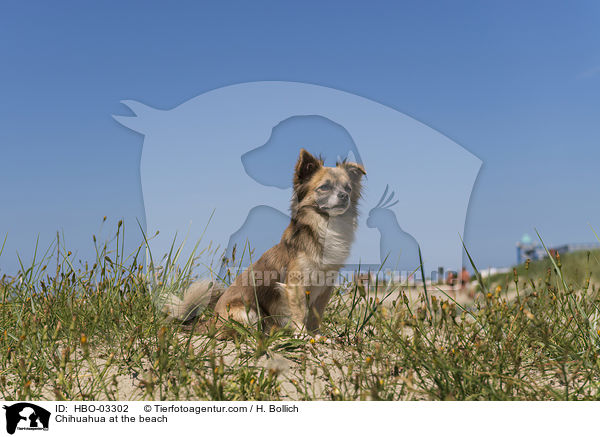 Chihuahua at the beach / HBO-03302