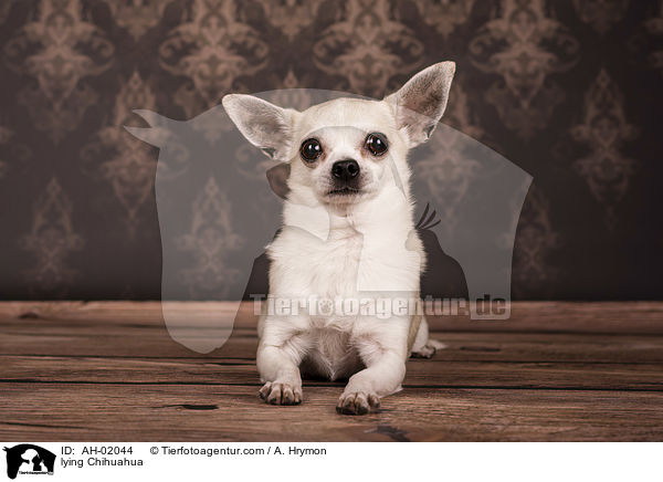 lying Chihuahua / AH-02044
