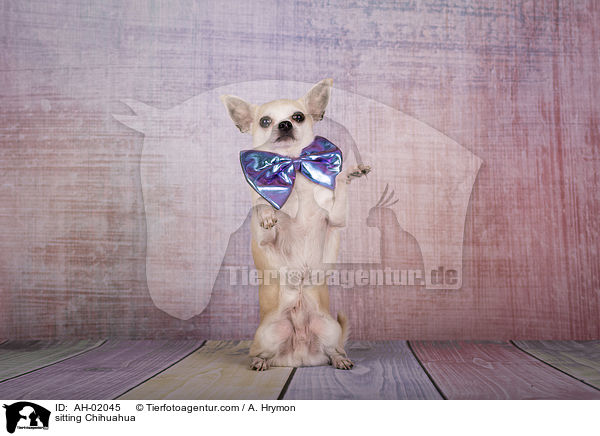 sitting Chihuahua / AH-02045
