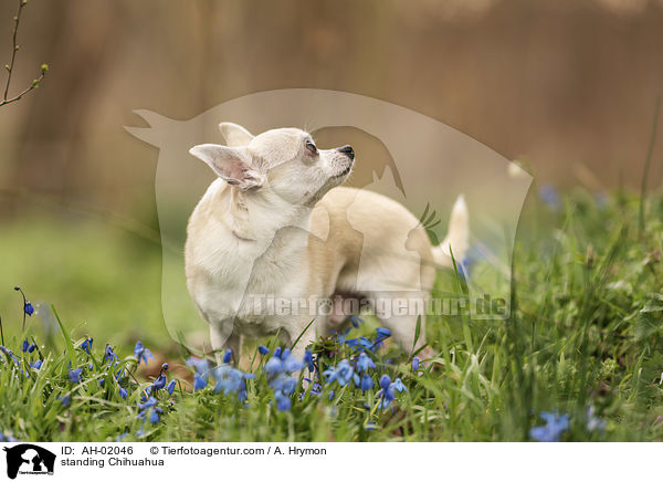 standing Chihuahua / AH-02046