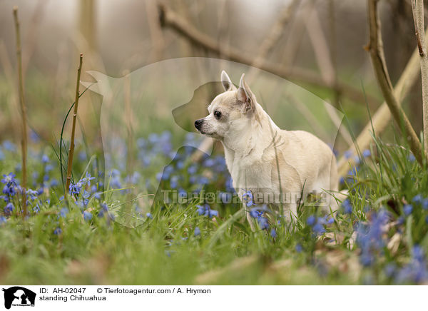 standing Chihuahua / AH-02047