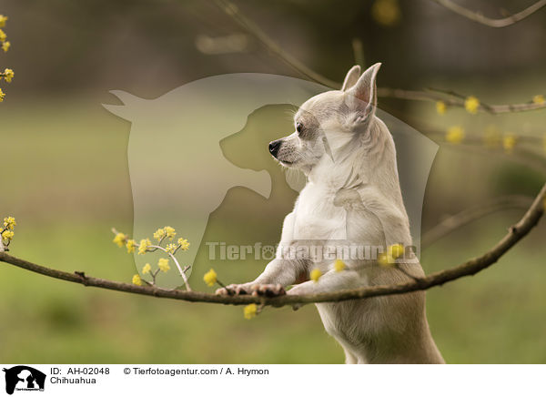 Chihuahua / AH-02048