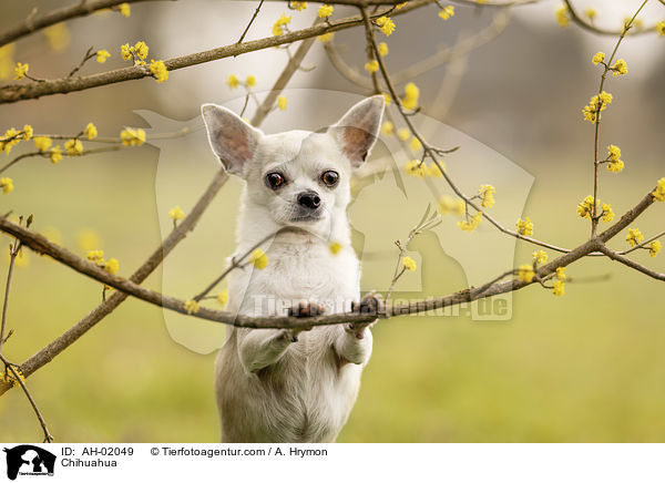 Chihuahua / AH-02049