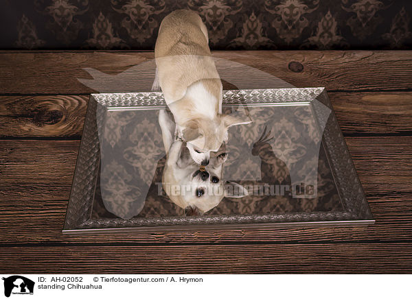 standing Chihuahua / AH-02052