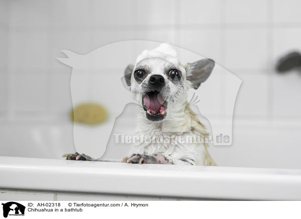 Chihuahua in a bathtub / AH-02318
