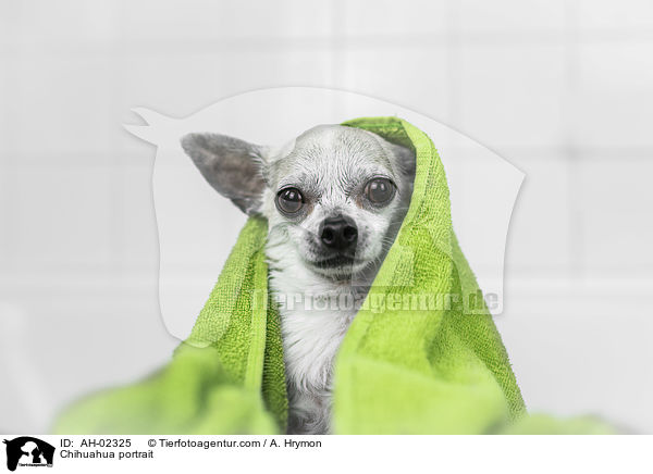 Chihuahua portrait / AH-02325