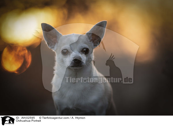 Chihuahua Portrait / AH-02595