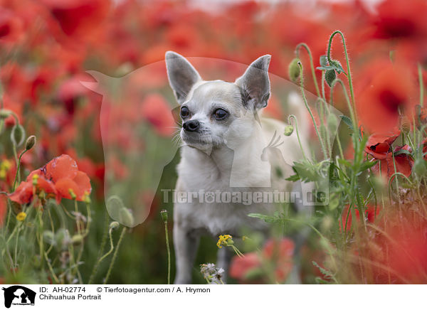 Chihuahua Portrait / AH-02774