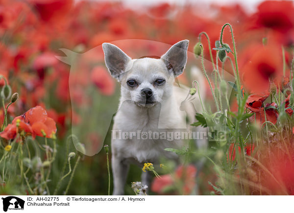 Chihuahua Portrait / AH-02775
