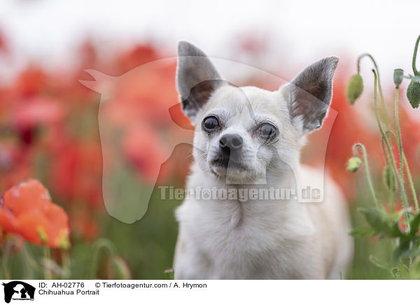 Chihuahua Portrait / AH-02776