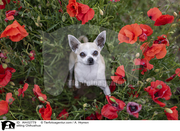 sitting Chihuahua / AH-02779