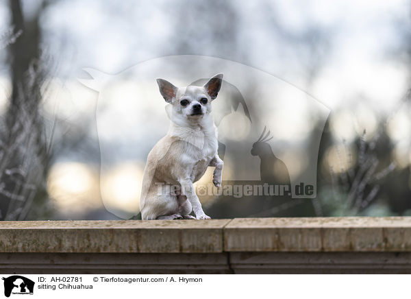 sitting Chihuahua / AH-02781