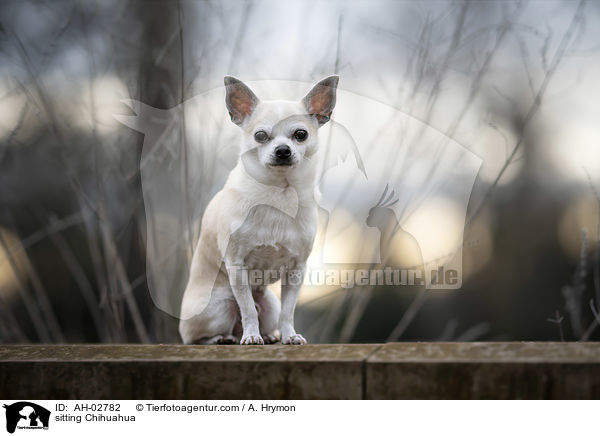 sitting Chihuahua / AH-02782