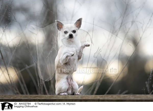 begging Chihuahua / AH-02784