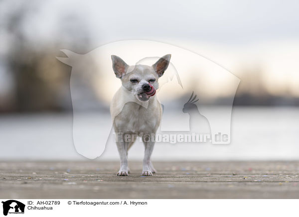 Chihuahua / AH-02789