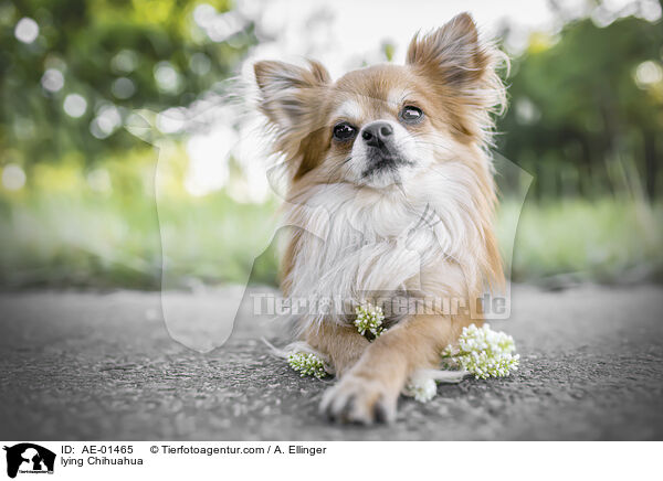 lying Chihuahua / AE-01465