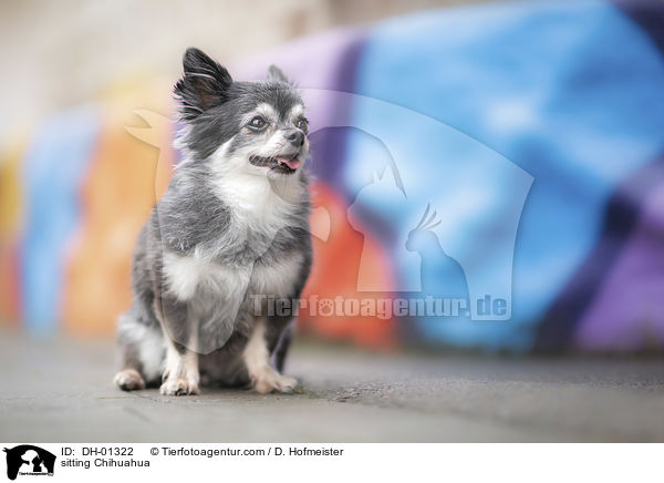 sitting Chihuahua / DH-01322