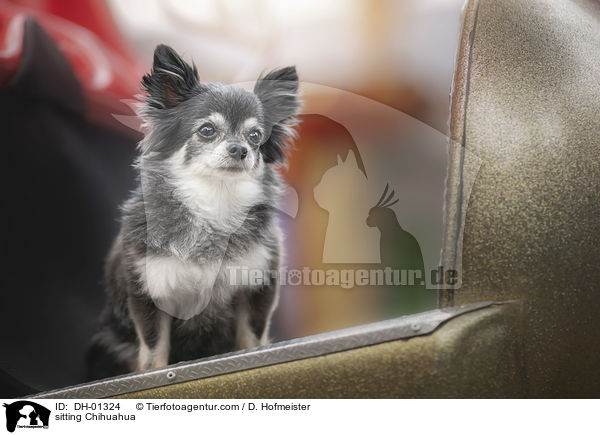 sitzender Chihuahua / sitting Chihuahua / DH-01324