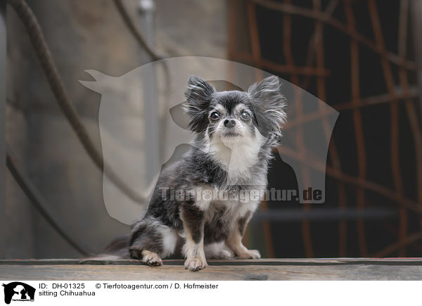 sitting Chihuahua / DH-01325