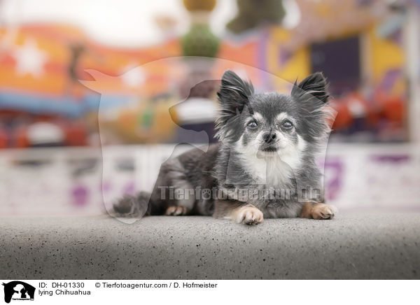 liegender Chihuahua / lying Chihuahua / DH-01330