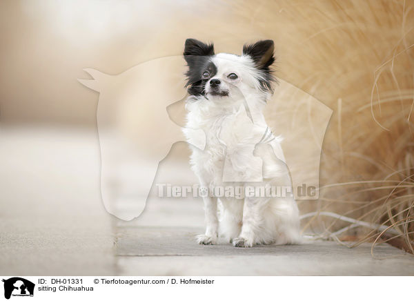 sitting Chihuahua / DH-01331