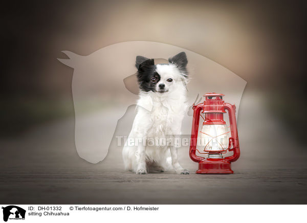 sitting Chihuahua / DH-01332