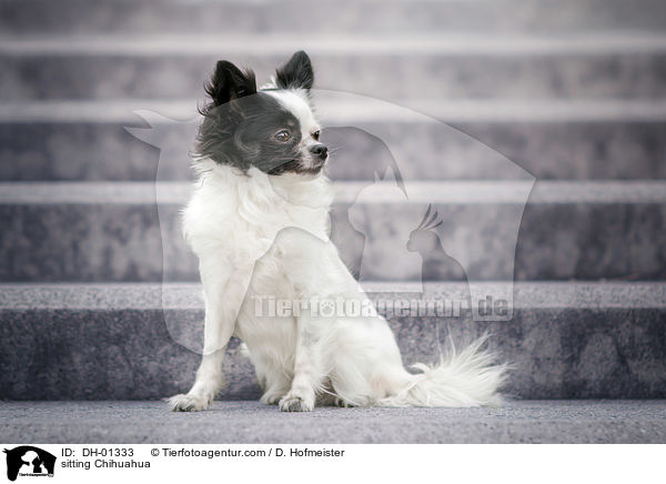 sitting Chihuahua / DH-01333
