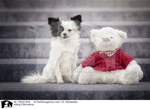 sitting Chihuahua / DH-01334