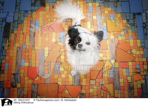 sitting Chihuahua / DH-01337