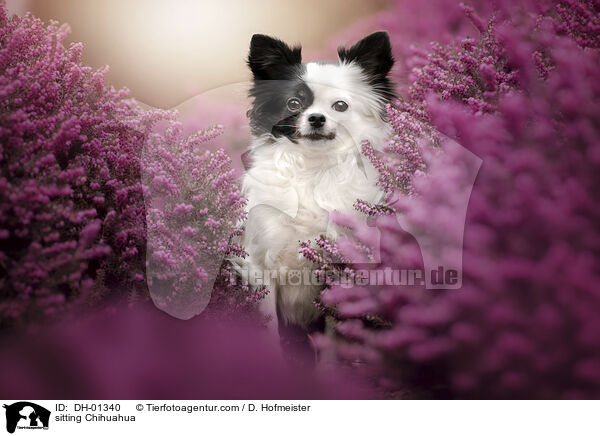 sitting Chihuahua / DH-01340