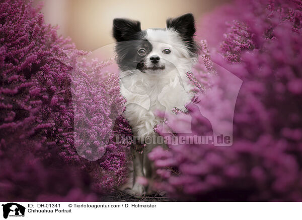 Chihuahua Portrait / DH-01341