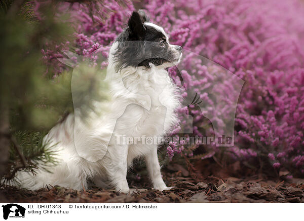 sitting Chihuahua / DH-01343