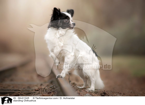 stehender Chihuahua / standing Chihuahua / DH-01345