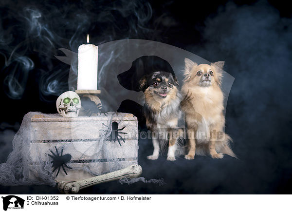 2 Chihuahuas / 2 Chihuahuas / DH-01352