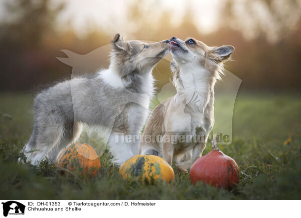 Chihuahua and Sheltie / DH-01353